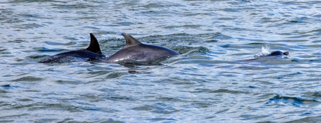 wildlife watching in nairn