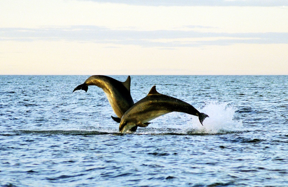 wildlife watching in aberdeen - dolphins